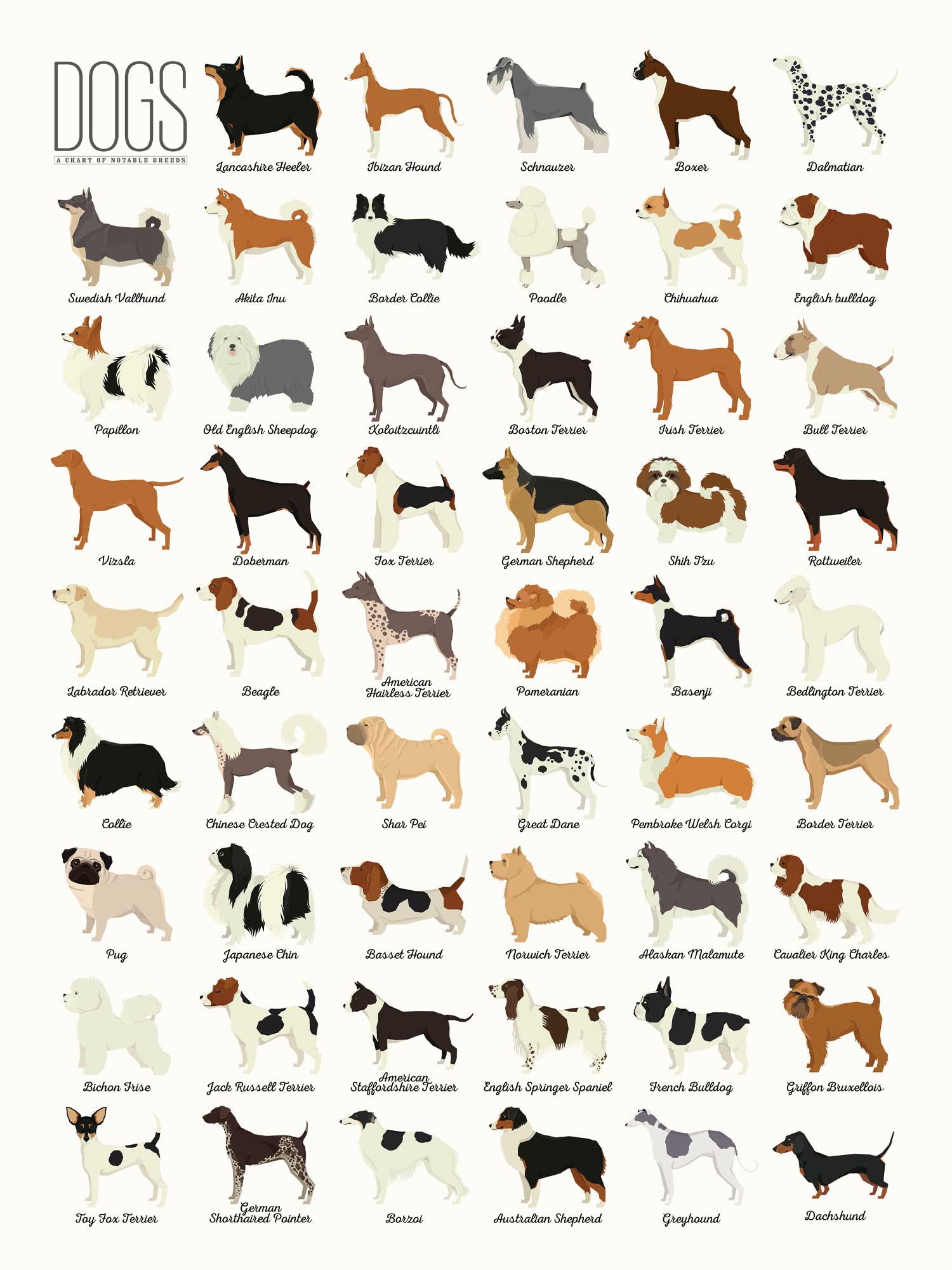 dog breed poster