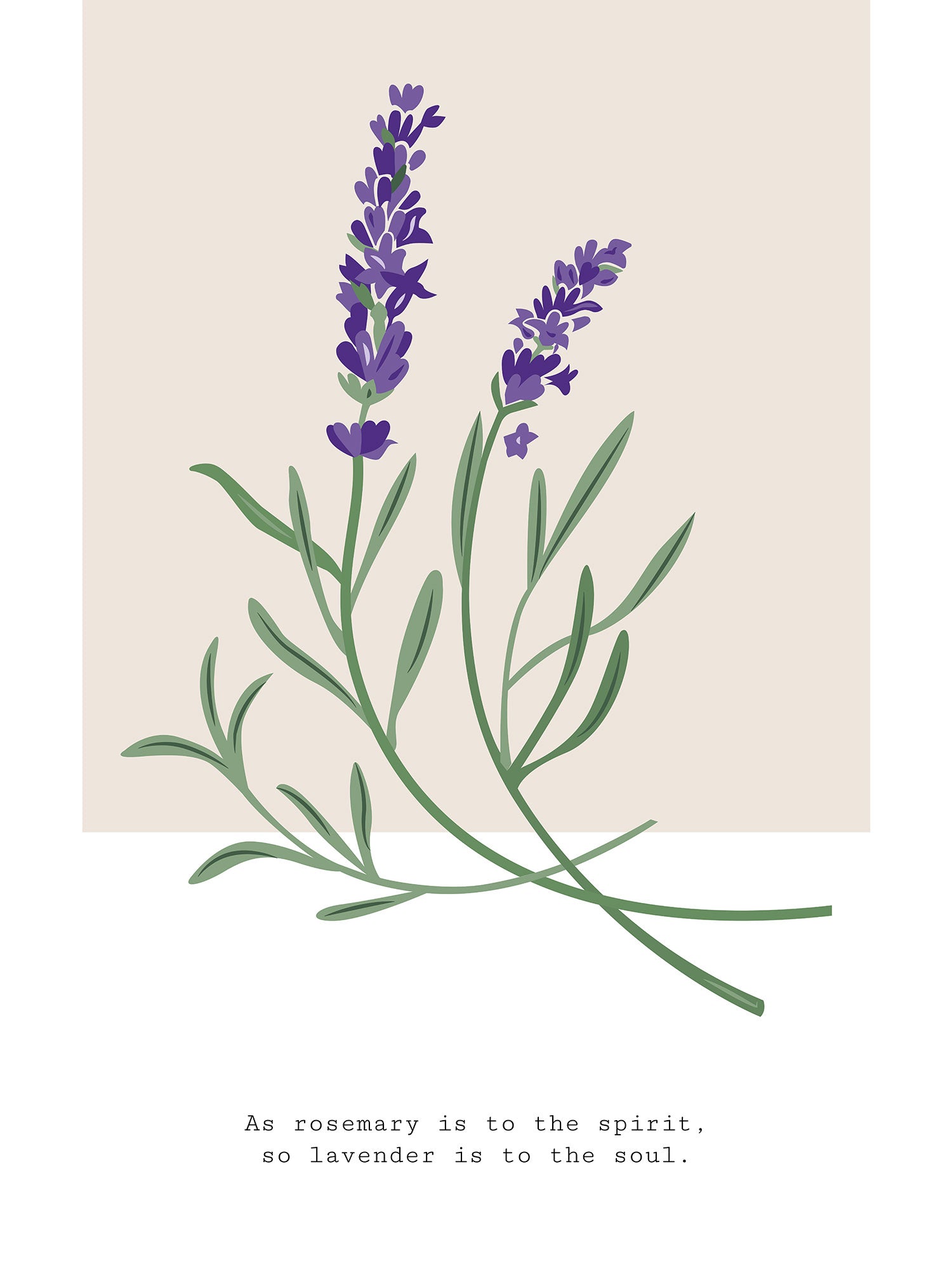 Lavender Poster Murellos