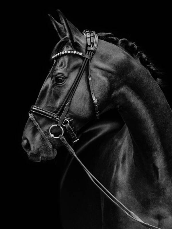 Black elegant horse - Art Print