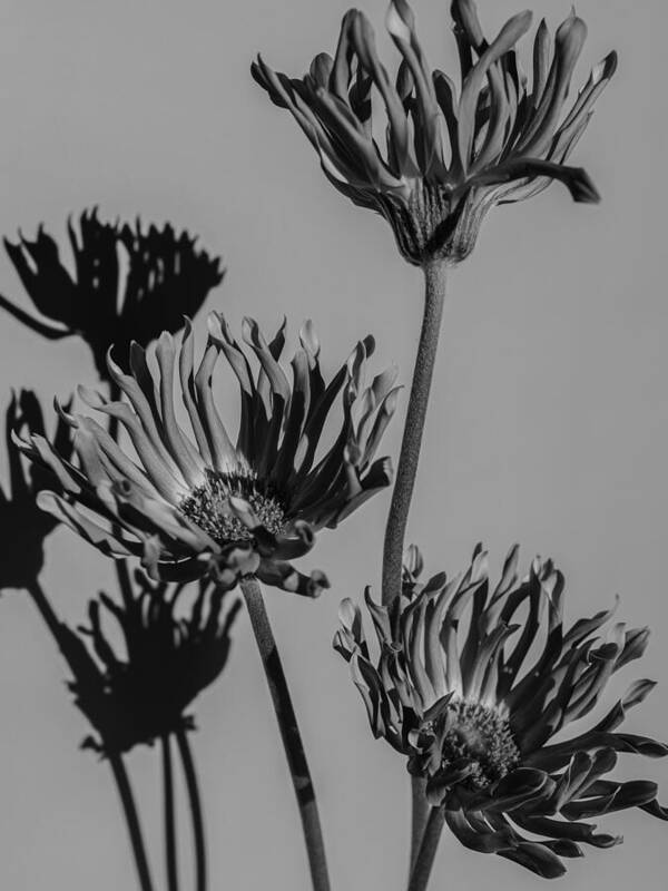 Gerbera flower - Art Print