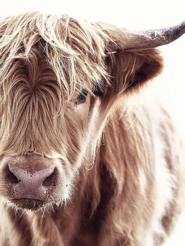 Highland Cow - Art Print