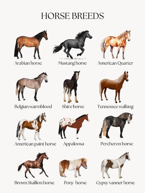 Horse breeds - Art Print