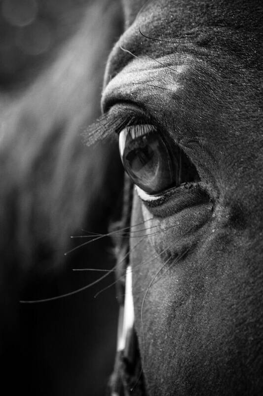 Intense Horse Gaze in Black and White - Art Print