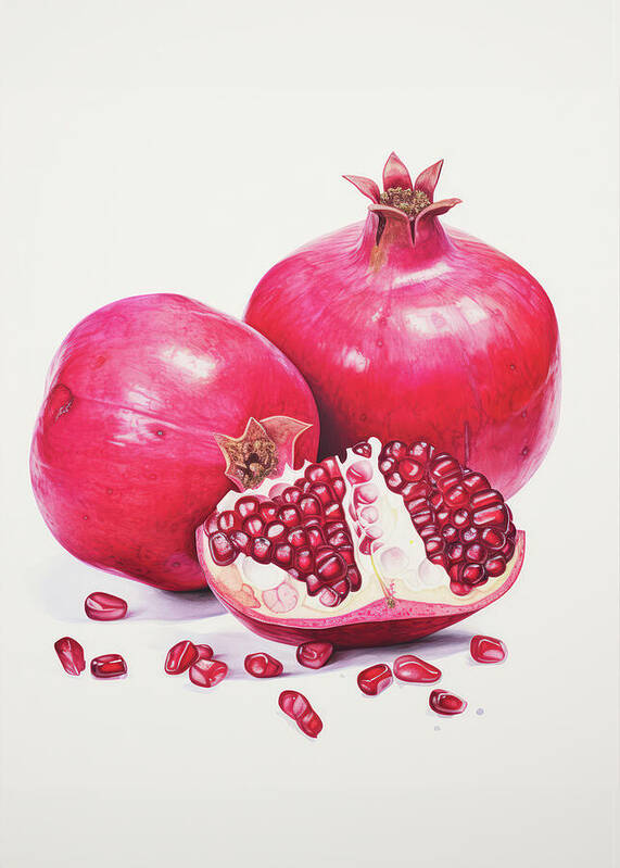 Pomegranate - Art Print