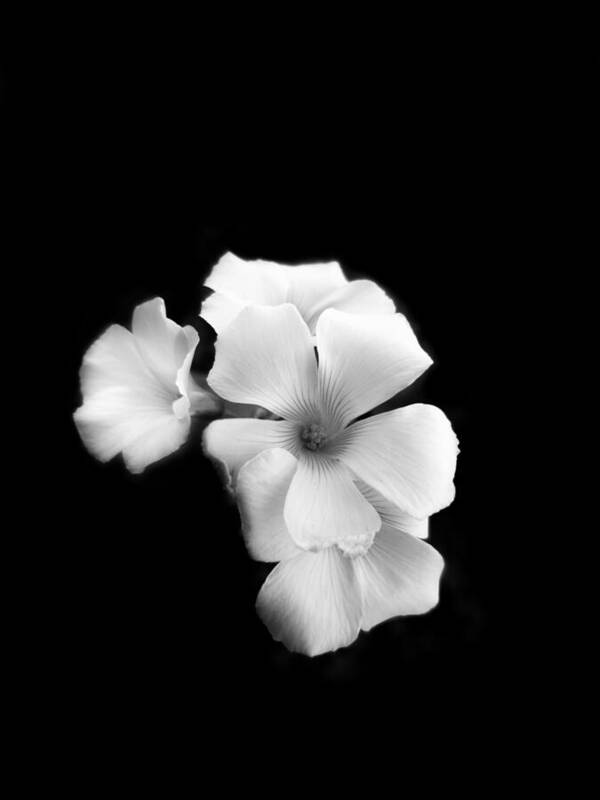 Whit Simple Simple White Flower - Art Print – Murellos