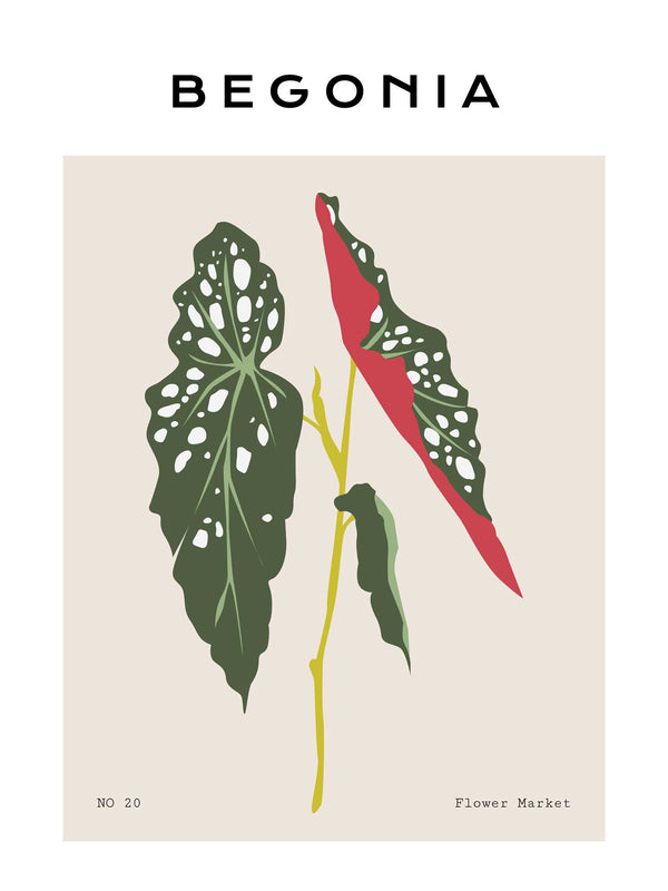 Begonia Plant - Poster