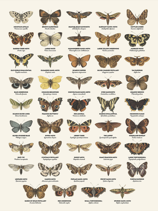 Butterflies and Moths - Poster