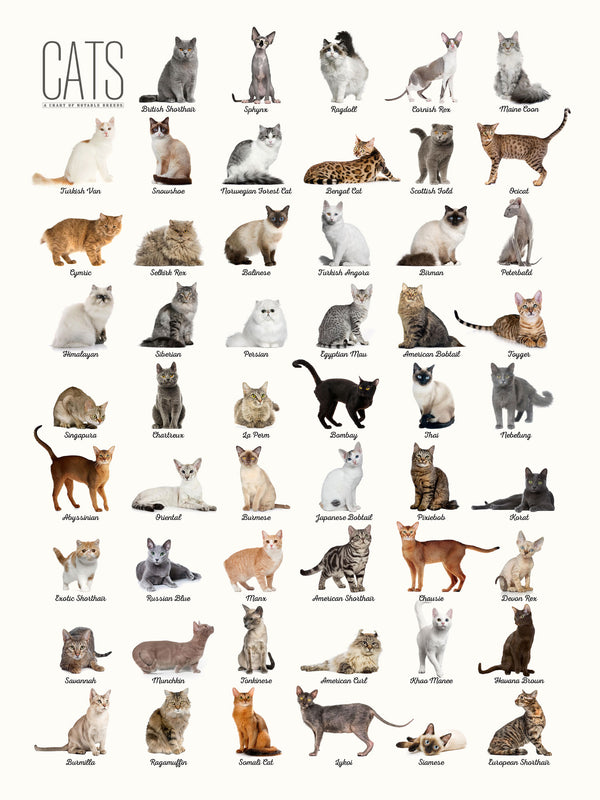 Cat Breeds - Poster