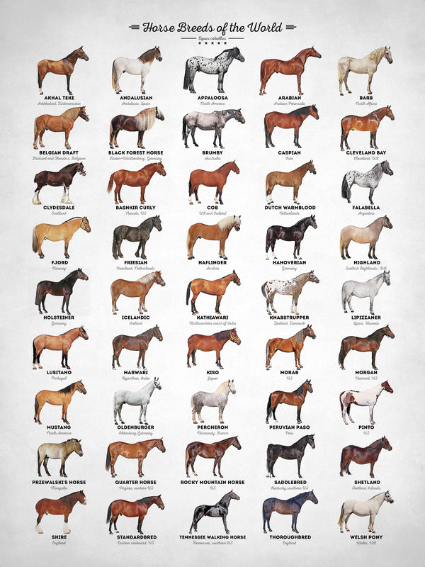 Horse Breeds - Poster