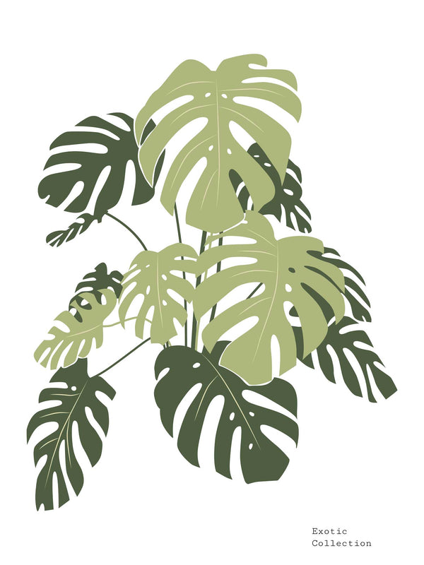 Monstera plant drawing - Poster