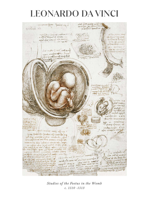 Leonardo da Vinci - Studies of the Foetus in the Womb - Poster