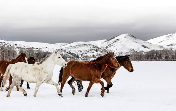A mixed herd of wild and domesticated horses galloping in the snow - Art Print