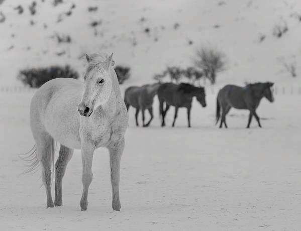 A mixed herd of wild and domesticated horses in the snow - Art Print