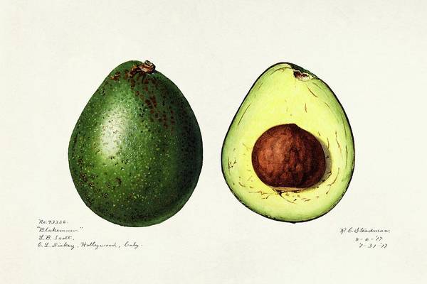 Avocado - Persea 1916 - Art Print