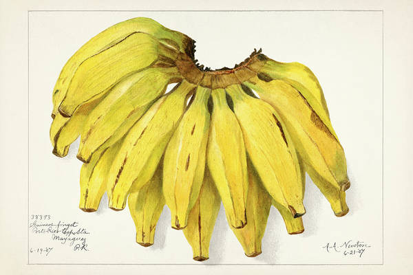 Bananas - Musa 1907 - Art Print
