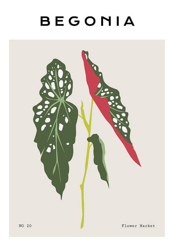 Begonia Plant - Art Print