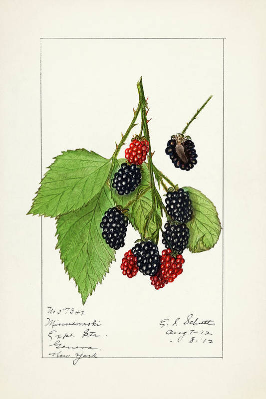 Blackberries - Rubus subg. Rubus Watson -1912 - Art Print