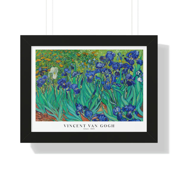 Vincent Van Gogh - Irises - Framed Print