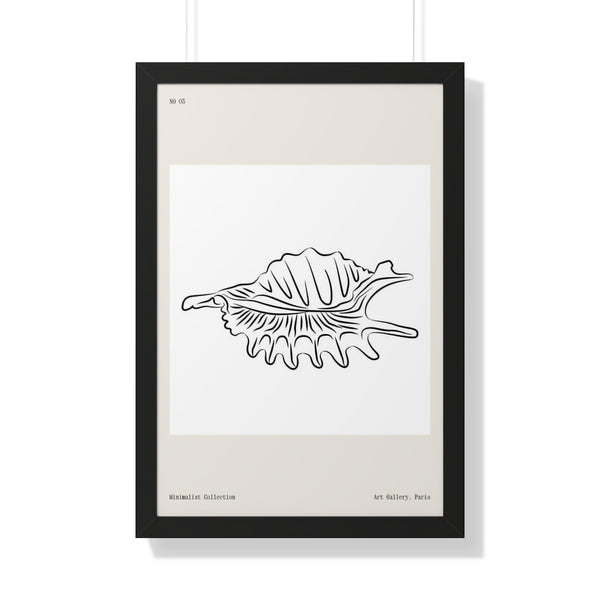 Spider Conch Shell No 3 - Framed Print