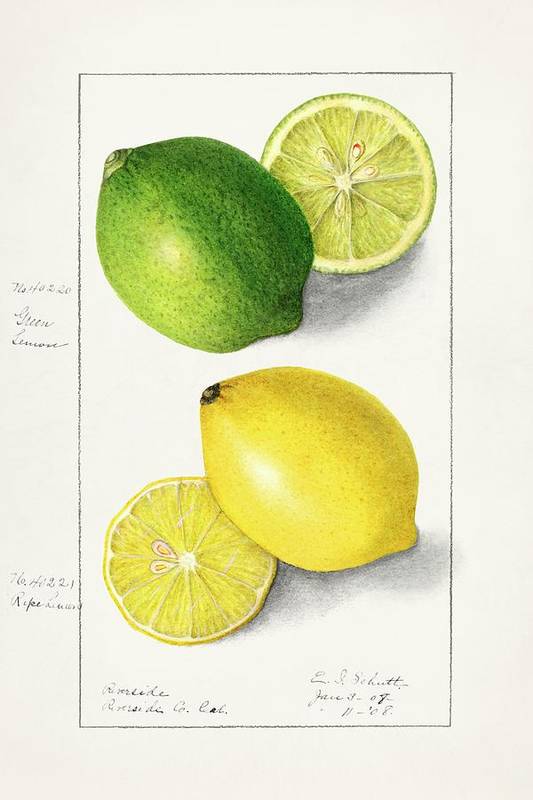 Lemons - Citrus Limon 1908 - Art Print