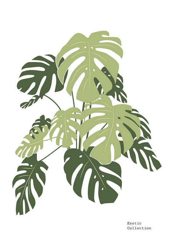 Monstera plant drawing - Art Print