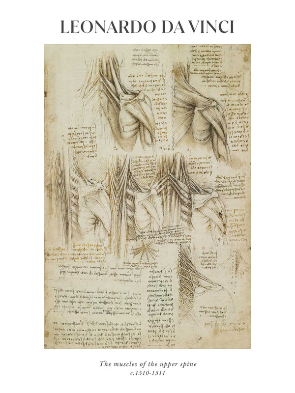 Leonardo da Vinci - The muscles of the upper spine - Poster