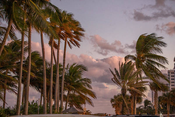 Palm Trees In A Windy Day In Coral Gables Miami Florida - Art Print