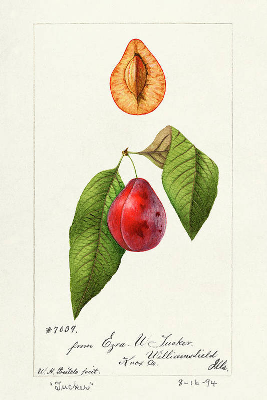 Plums - Prunus Domestica 1894 - Art Print