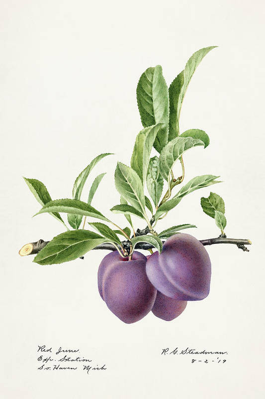Plums - Prunus Domestica 1919 - Art Print