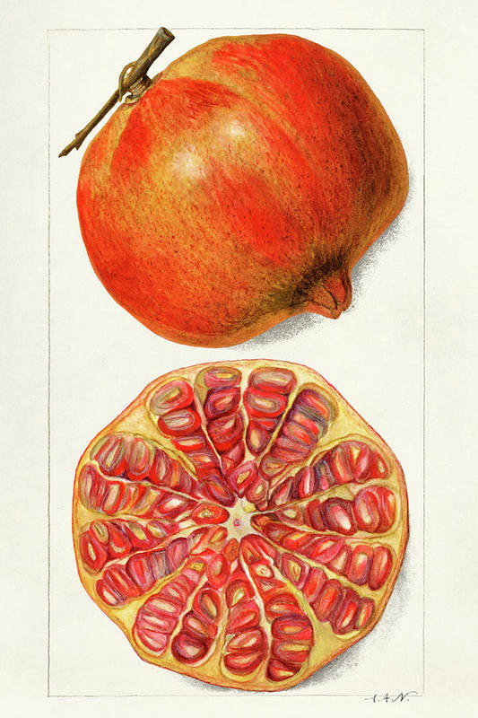 Pomegranates - Punica Granatum - Art Print