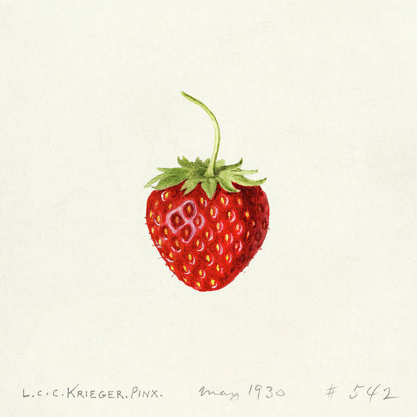 Strawberry - Fragaria 1930 - Art Print