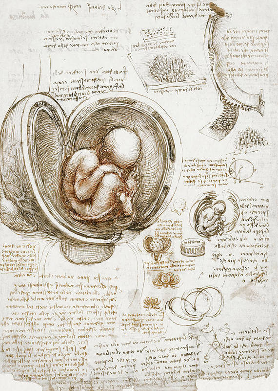 Studies of the Foetus in the Womb - c.1511 - Art Print