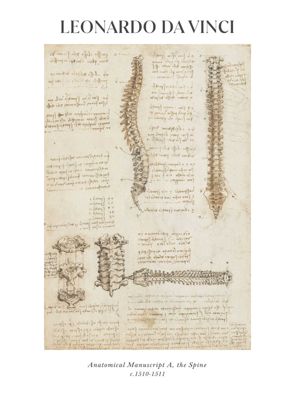 Leonardo da Vinci - Anatomical Manuscript A, the Spine - Poster