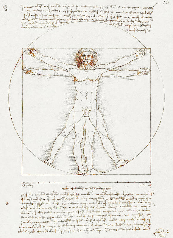 Vitruvian Man - c.1492 - Art Print