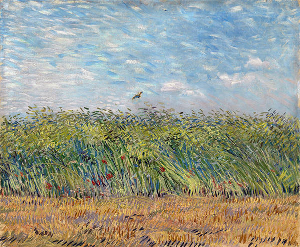 Wheat field with Partridge - Art Print